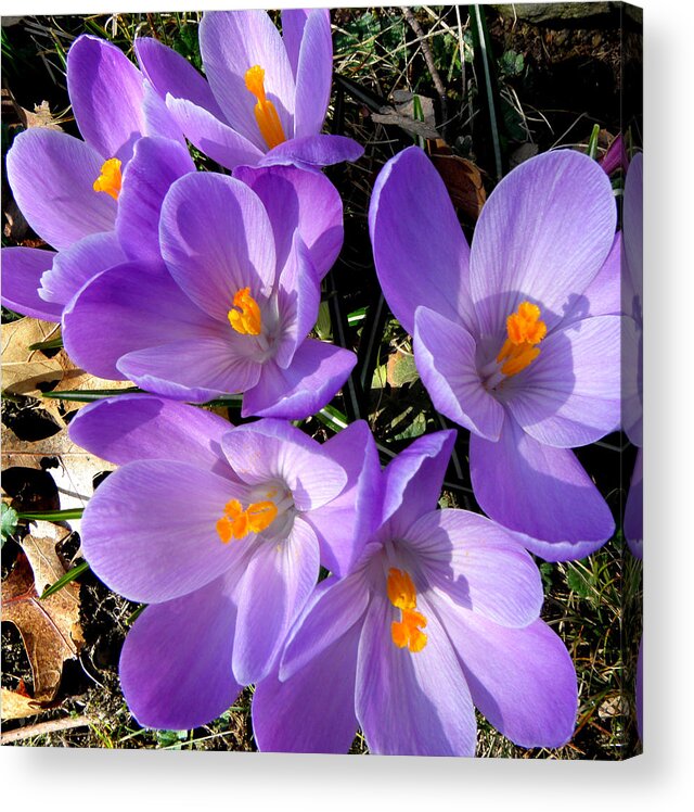 Spring Acrylic Print featuring the photograph Can you say PURPLE by Kim Galluzzo Wozniak