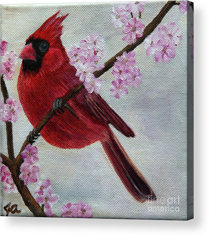 Bird Acrylic Print featuring the painting Cardinal in Cherry Blossoms by Jane Axman