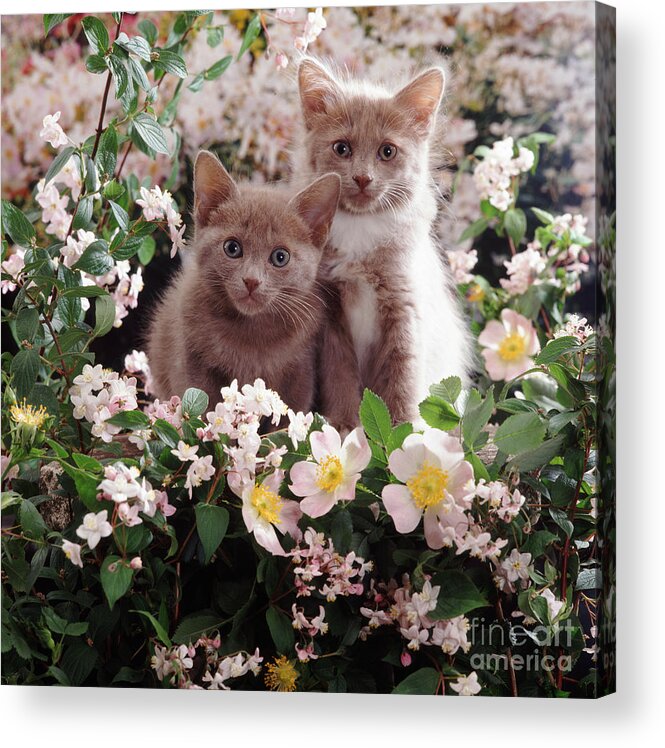 Kittens Acrylic Print featuring the photograph Cat Roses by Warren Photographic