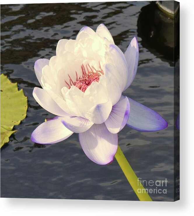Barrieloustark Acrylic Print featuring the photograph Celebration of the Lotus by Barrie Stark