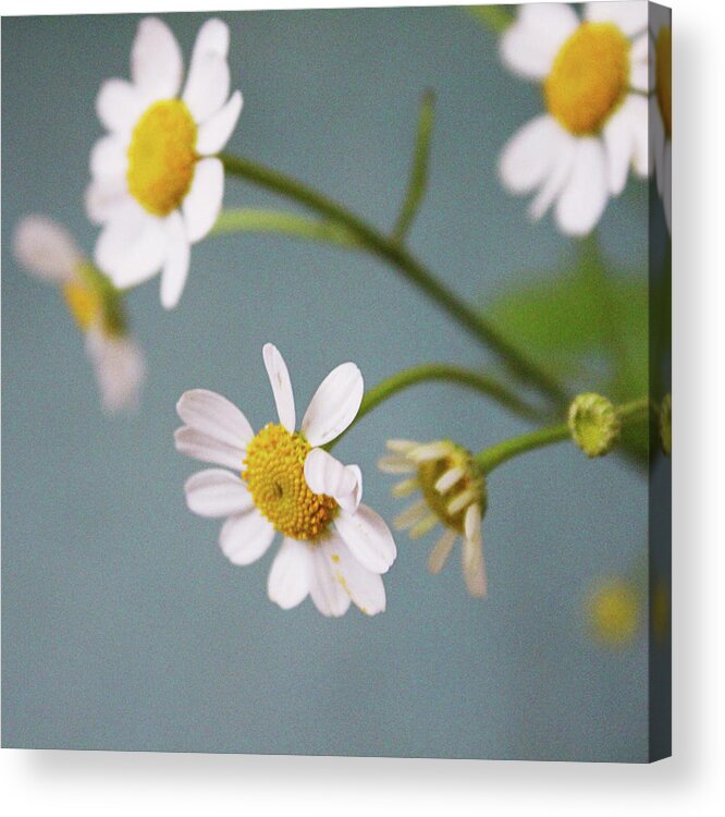 Chamomile Acrylic Print featuring the photograph Chamomile Dream 1- Art by Linda Woods by Linda Woods