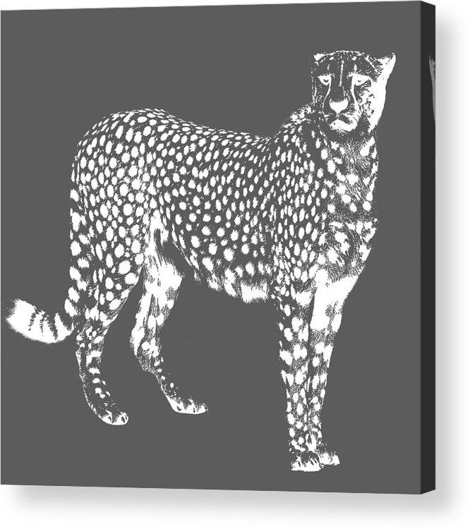 Cheetah Acrylic Print featuring the photograph Cheetah Cut Out White by Greg Noblin