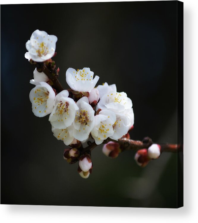 Art Acrylic Print featuring the photograph Apricot Blossom I by Joan Han