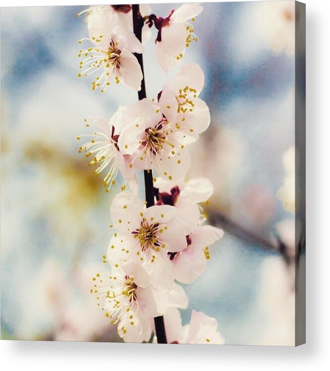 Cherryblossoms Acrylic Print featuring the photograph Cherry Blossoms Are Here! 💕#seoul by Cynthia Sipes