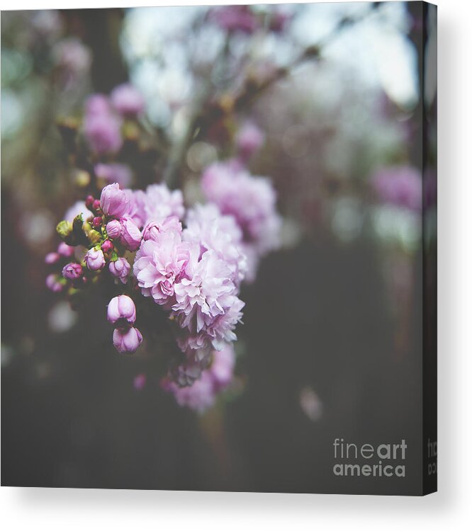Angsanaseeds Acrylic Print featuring the photograph Spring Flirtations by Ivy Ho
