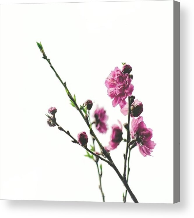 Photography Acrylic Print featuring the photograph Cherry Blossoms #photography by Sanat Dangol