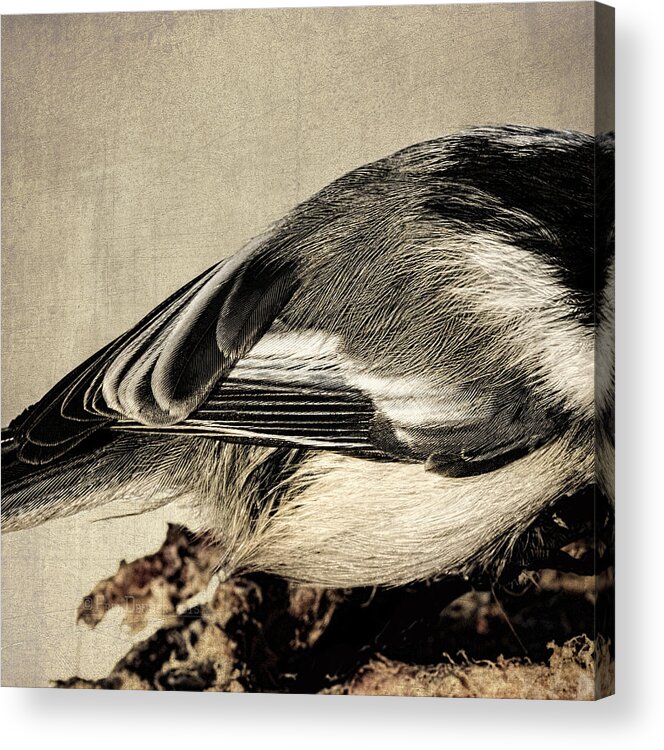 Bird Acrylic Print featuring the photograph Chickadee Feathers by Fred Denner