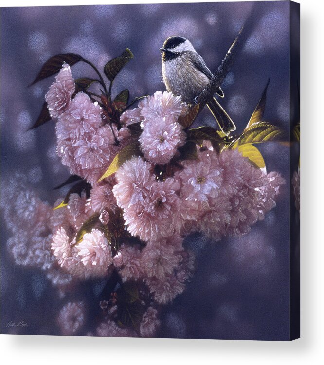 Chickadee Art Acrylic Print featuring the painting Chickadee - In Spring Pink by Collin Bogle