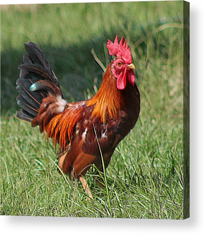 Animals Acrylic Print featuring the photograph Chickens Beware - The Boss Is Here by DB Hayes