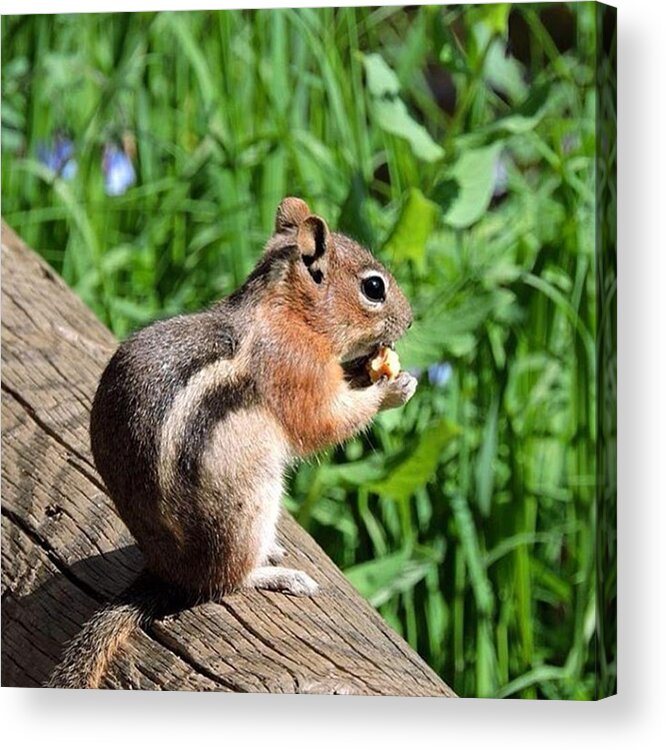 Summer Acrylic Print featuring the photograph Chipmunk At Bear Lake In Rocky Mountain by Connor Beekman