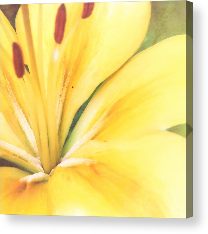 Blossom Acrylic Print featuring the photograph Citrine Blossom by Sand And Chi