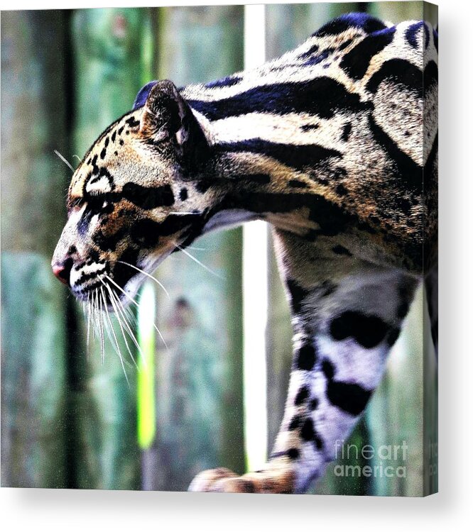 Clouded Leopard Acrylic Print featuring the photograph Clouded Leopard Profile Square by Diann Fisher