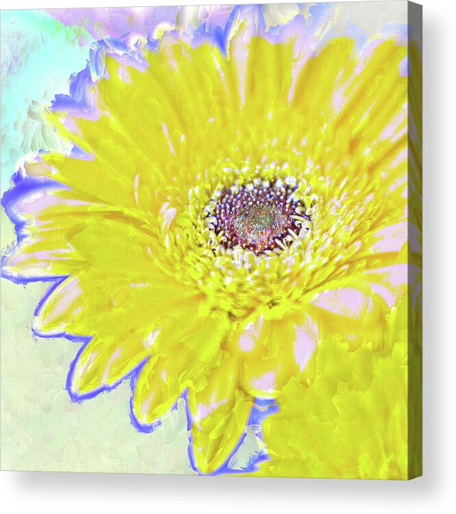 Flower Acrylic Print featuring the photograph Colorful Gerbera by Natalie Rotman Cote