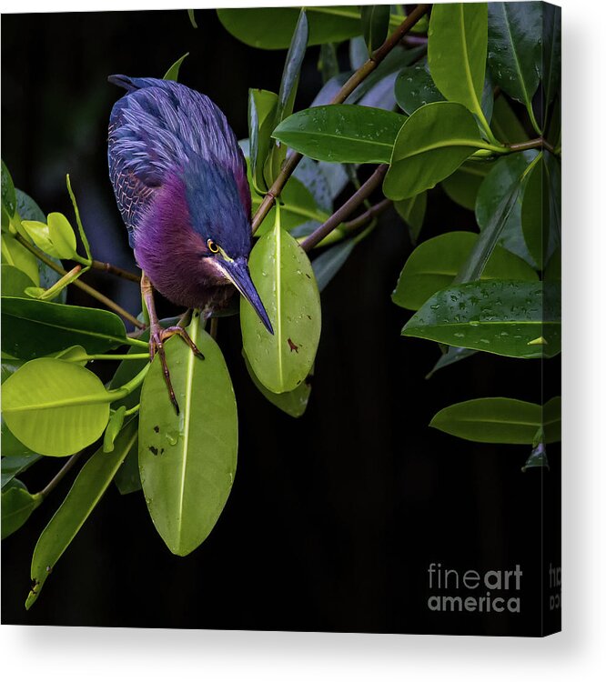 Heron Acrylic Print featuring the photograph Purple Heron by Doug Sturgess