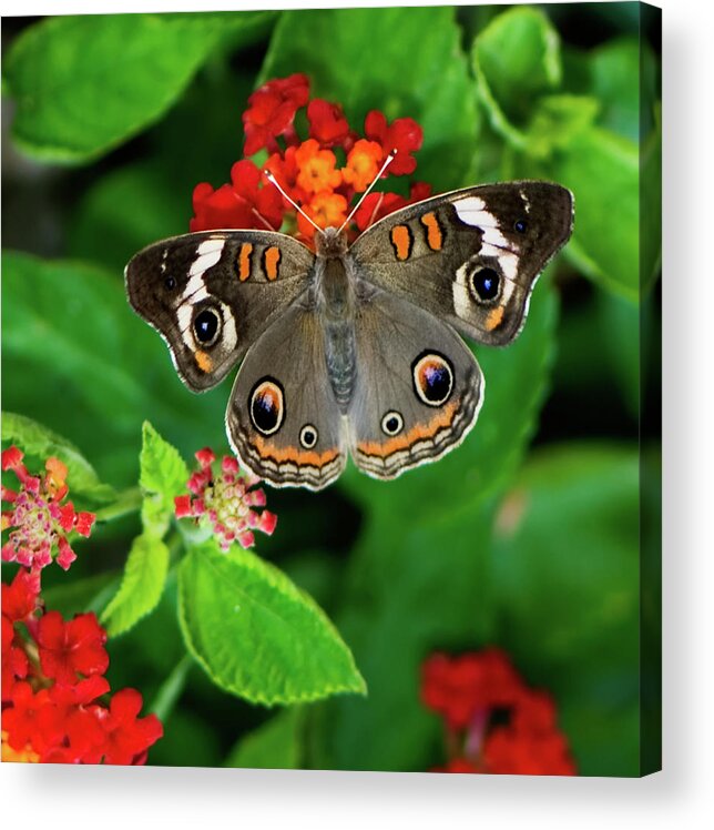 Butterfly Acrylic Print featuring the photograph Common Buckeye Butterfly by Betty LaRue
