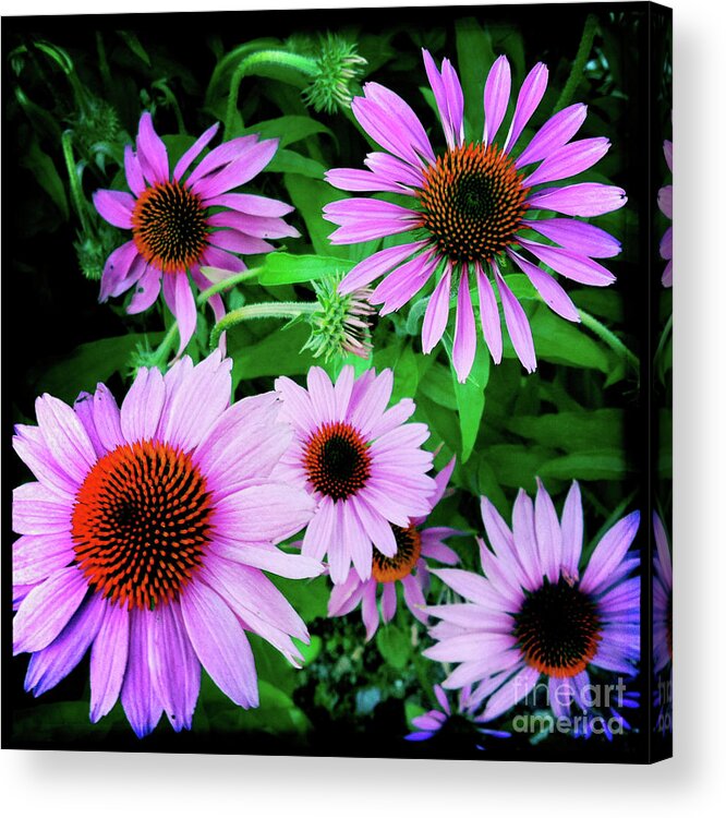 Flower Acrylic Print featuring the photograph Cone Flower Joy by Kevyn Bashore