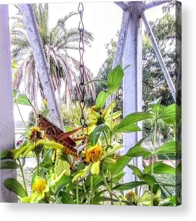 Grasshopper Acrylic Print featuring the photograph Contemplating by Suzanne Berthier