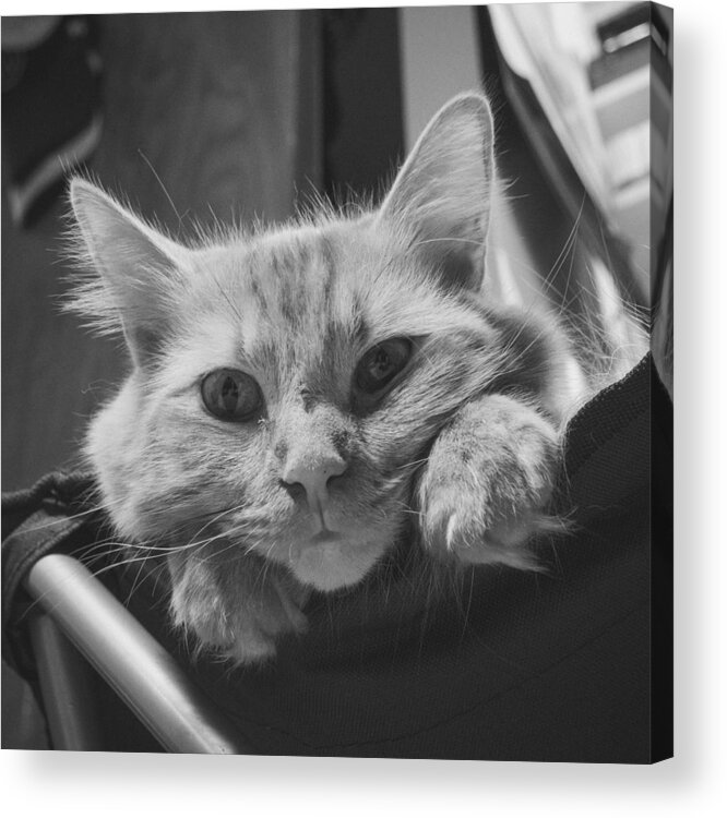 Cats Acrylic Print featuring the photograph Content by Guy Whiteley