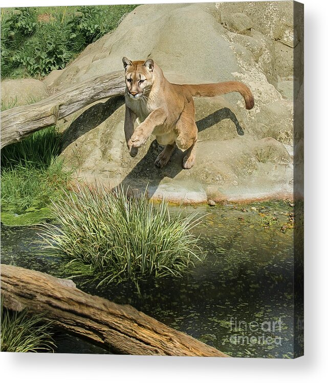 Cougar Acrylic Print featuring the photograph Cougar jumping across a stream by Brian Tarr