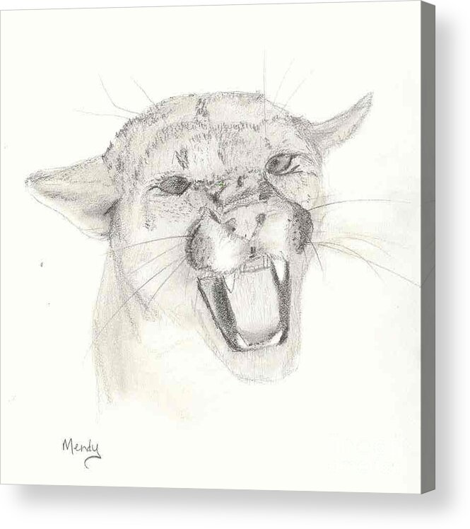 Cougar Acrylic Print featuring the drawing Cougar by Mendy Sutherland