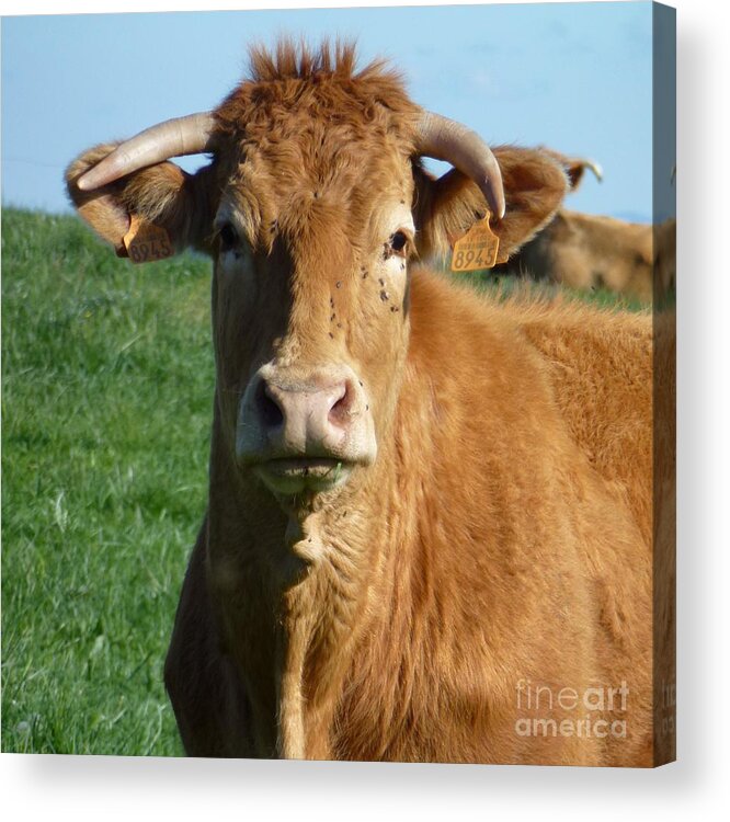 Animals Acrylic Print featuring the photograph Cow Portrait by Jean Bernard Roussilhe