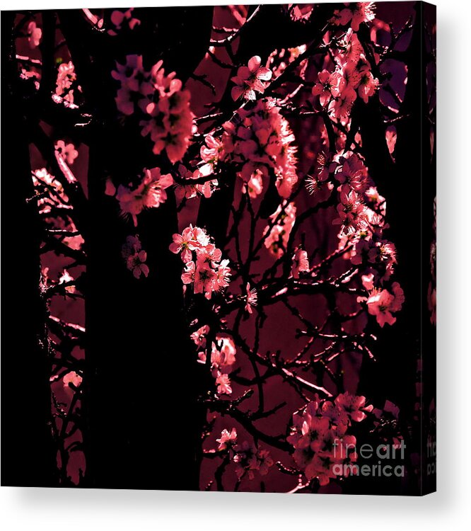 Digital Altered Photo Acrylic Print featuring the photograph Crimson by Tim Richards