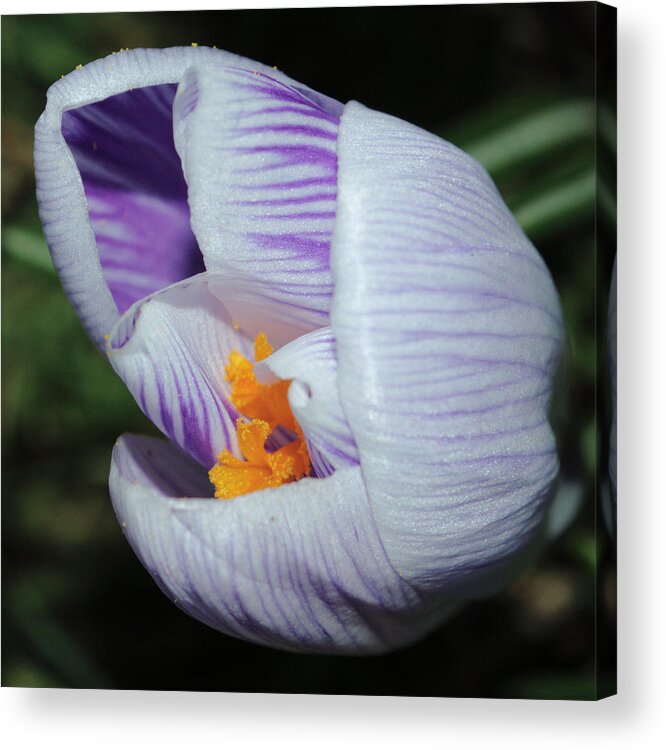 Macro Acrylic Print featuring the photograph Crocus At Vernal Equinox by Adrian Wale