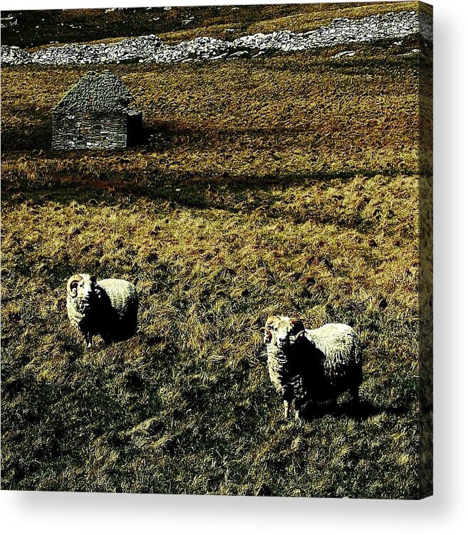 Sheep Acrylic Print featuring the photograph Curly Wurly by HweeYen Ong