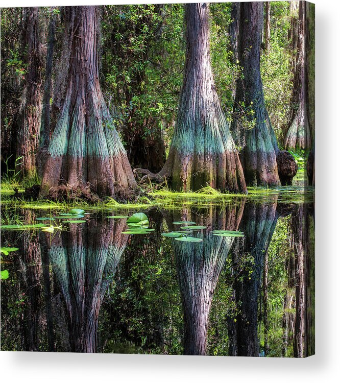 Abstract Acrylic Print featuring the photograph Cypresses by Alex Mironyuk