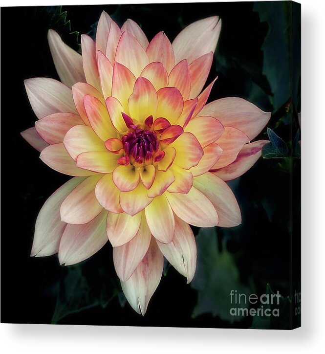 Flower Acrylic Print featuring the photograph Dahlia 'Keith H.' Redux by Ann Jacobson