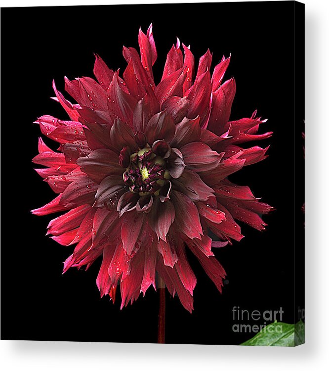 Flower Acrylic Print featuring the photograph Dahlia 'Prince Noir by Ann Jacobson