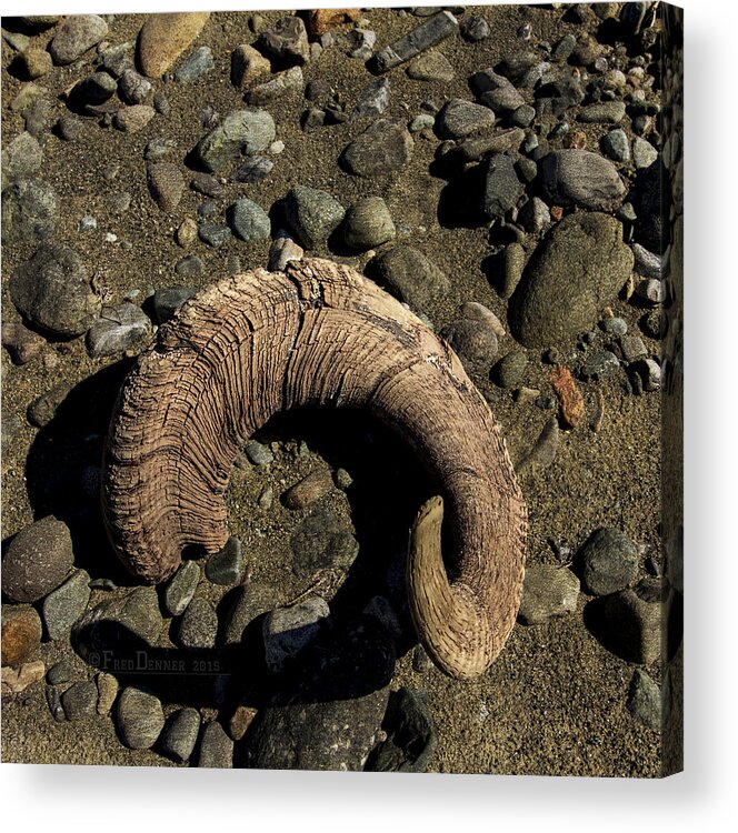Horn Acrylic Print featuring the photograph Dall Sheep Horn by Fred Denner