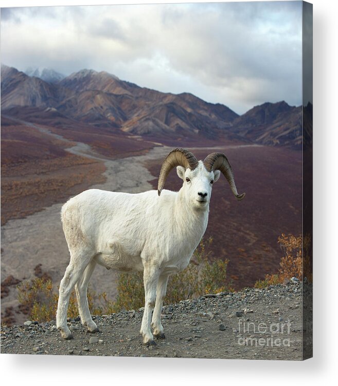 00440953 Acrylic Print featuring the photograph Dalls Sheep in Denali by Yva Momatiuk John Eastcott
