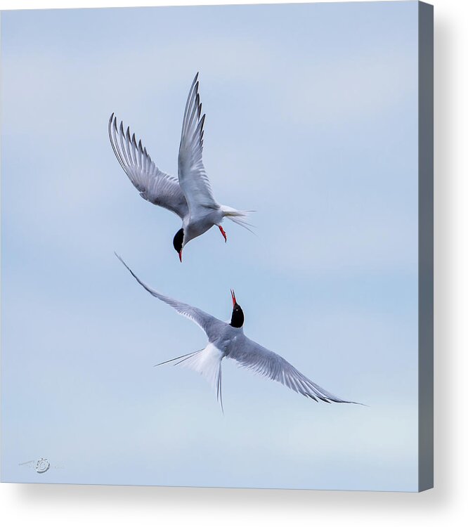 Dancing Arctic Terns Acrylic Print featuring the photograph Dancing Arctic Terns by Torbjorn Swenelius