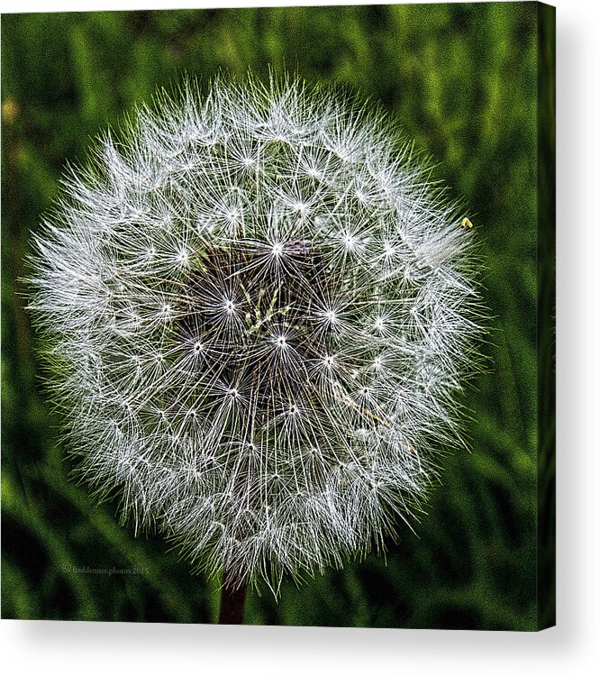 Wildflower Acrylic Print featuring the photograph Dandelion Fluff by Fred Denner