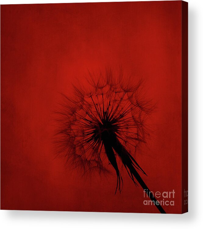 Dandelion Acrylic Print featuring the digital art Dandelion silhouette on red textured background by Jelena Jovanovic