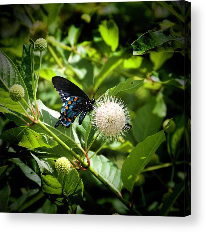 Dark Morph Of The Eastern Tiger Swallowtail Butterfly Acrylic Print featuring the photograph Dark Morph of the Eastern Tiger Swallowtail Butterfly by Phyllis Taylor