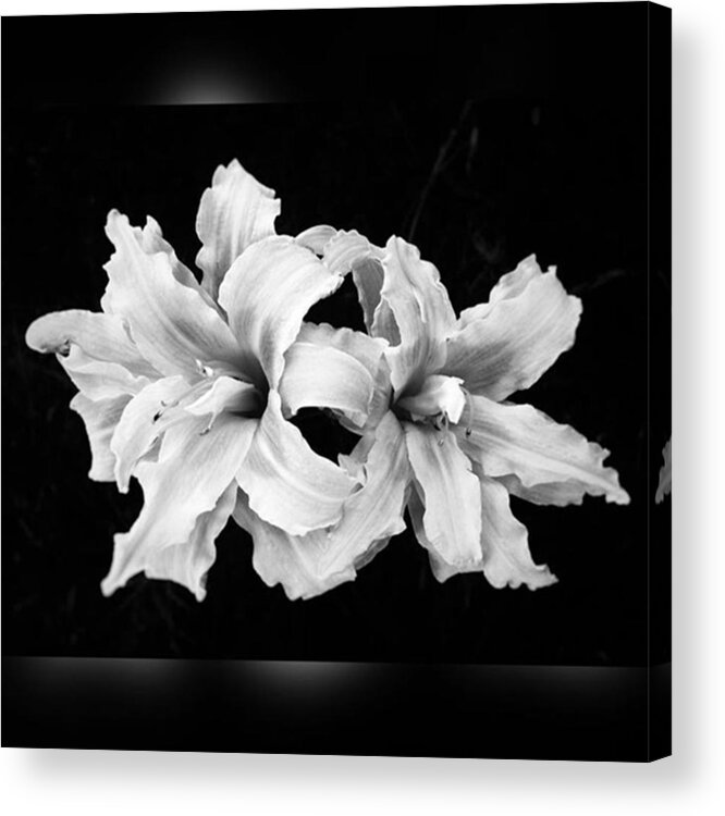 Iphone6 Acrylic Print featuring the photograph Day Lilies #noir #iphoneonly #iphone6 by Joan McCool