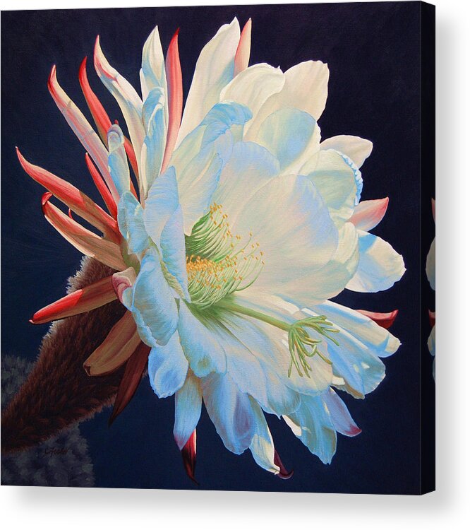Flower Acrylic Print featuring the painting Daybreak Delight by Cheryl Fecht
