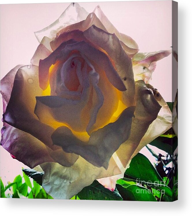 Rose Acrylic Print featuring the photograph Daybreak by Denise Railey