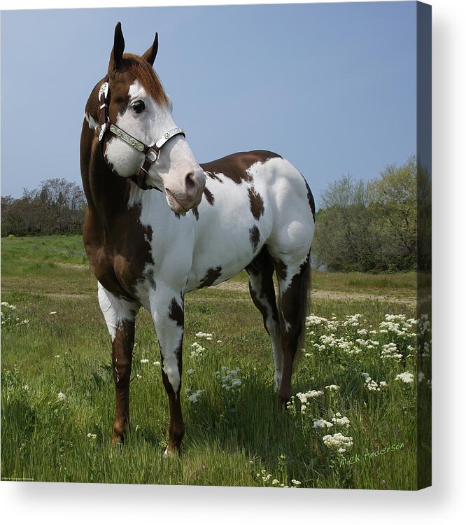 Dealer Acrylic Print featuring the photograph Dealer Posing Proud by Mick Anderson