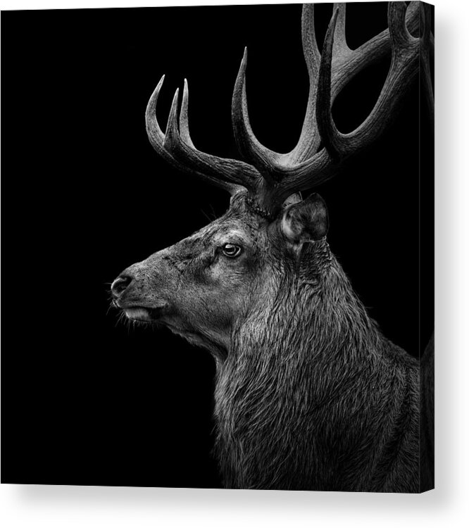 Deer Acrylic Print featuring the photograph Deer In Black And White by Lukas Holas