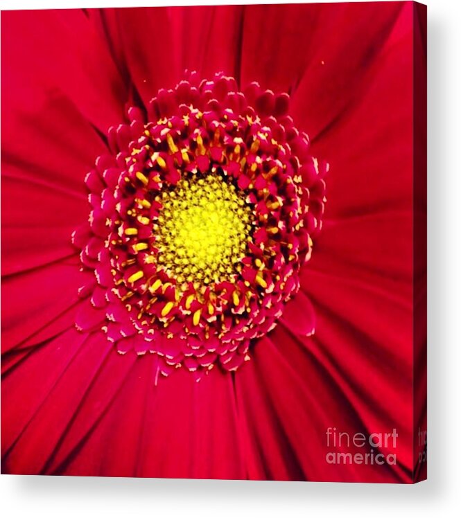 Flower Acrylic Print featuring the photograph Depth by Denise Railey