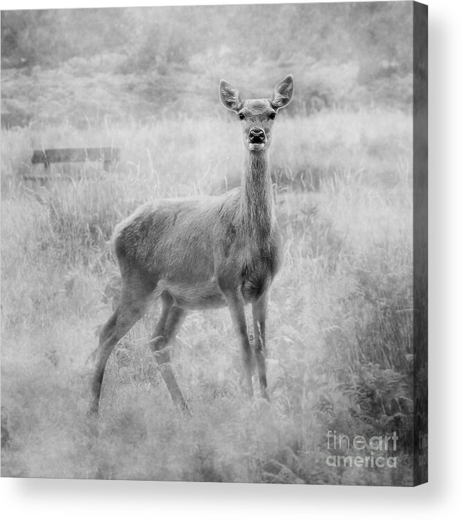 Doe Acrylic Print featuring the photograph Doe A Deer A Female Deer In Mono by Linsey Williams