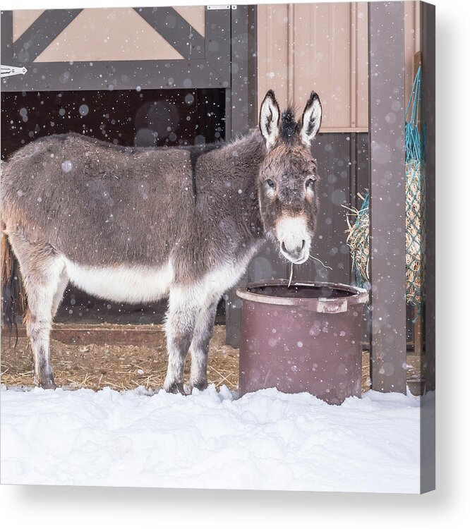 Donkey Acrylic Print featuring the photograph Donkey Watching It Snow by Jennifer Grossnickle