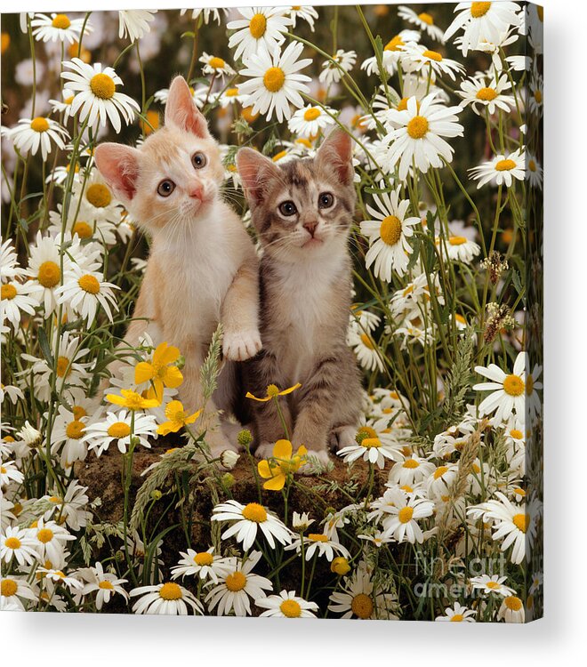 Burmese Acrylic Print featuring the photograph Double Daisy Delight by Warren Photographic