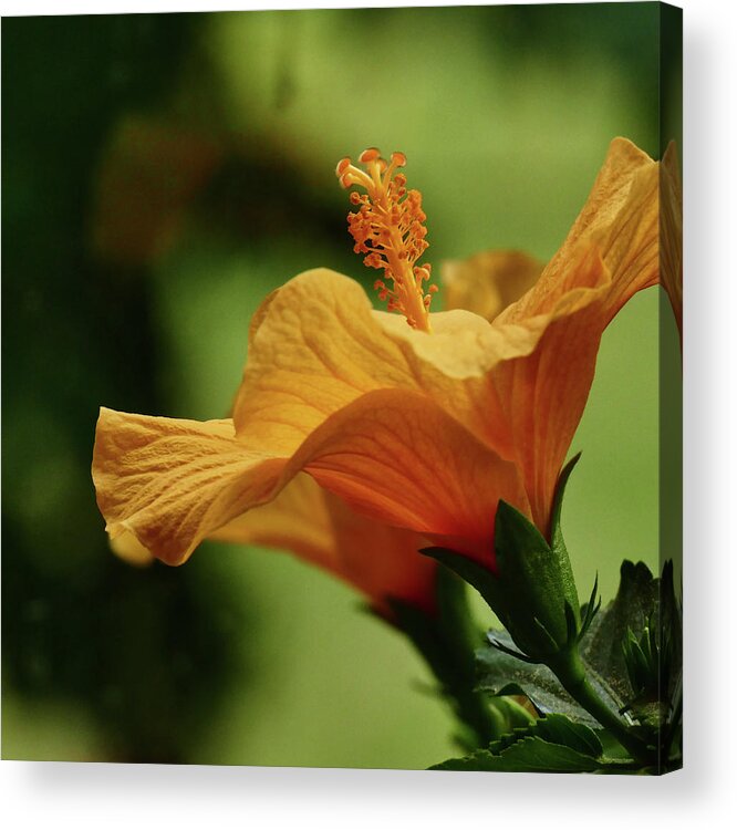 Flower Acrylic Print featuring the photograph Double Grace by Evelyn Tambour