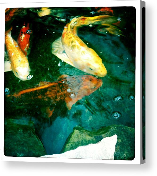 Koi Photographs Acrylic Print featuring the photograph Downstream 3 by Brian Kirchner