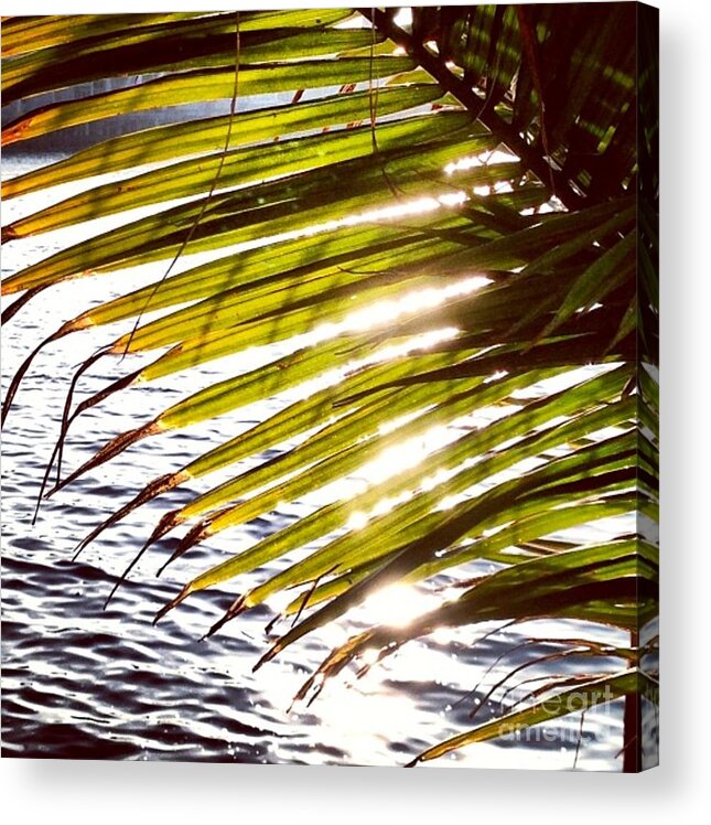 Palm Acrylic Print featuring the photograph Downtown by Denise Railey