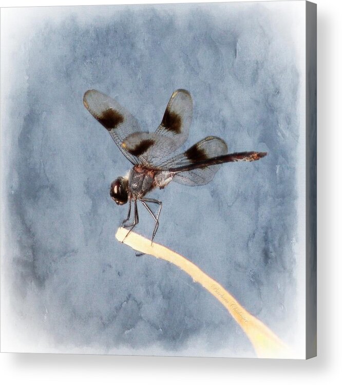 Dragonfly Acrylic Print featuring the painting Dragonfly On Edge by Barbara Chichester
